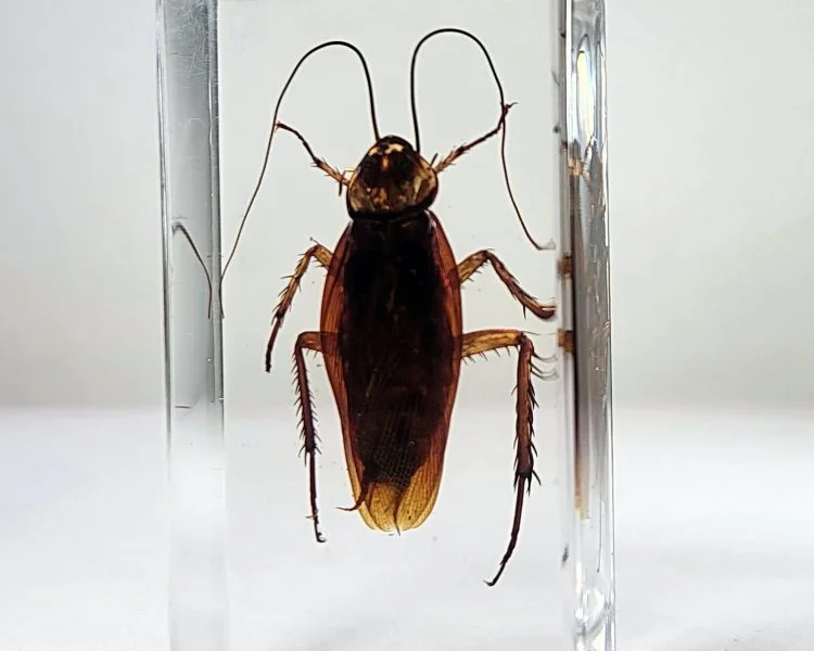 real roach specimen, Cockroach in resin