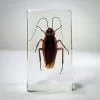 real roach specimen, Cockroach in resin