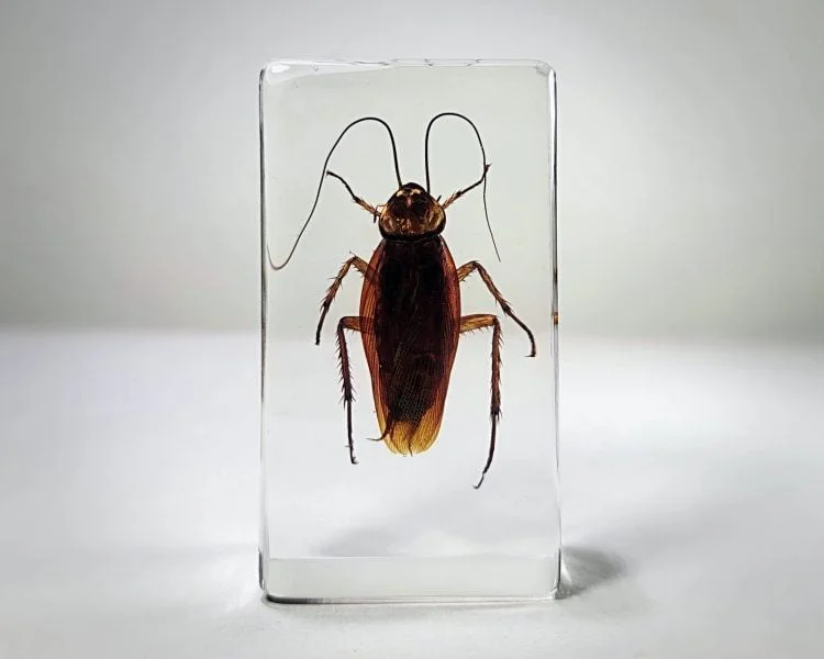 American Cockroach in Resin, Periplaneta americana - Insects In Resin