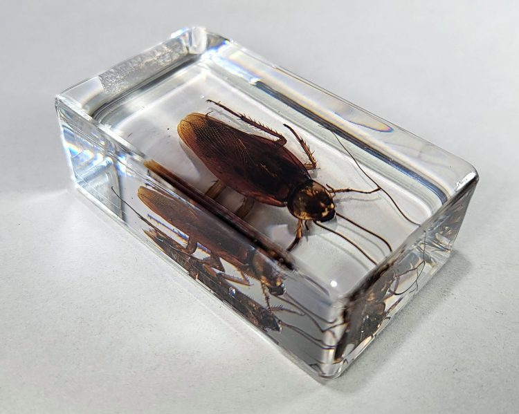 real roach specimen, Cockroach in resin