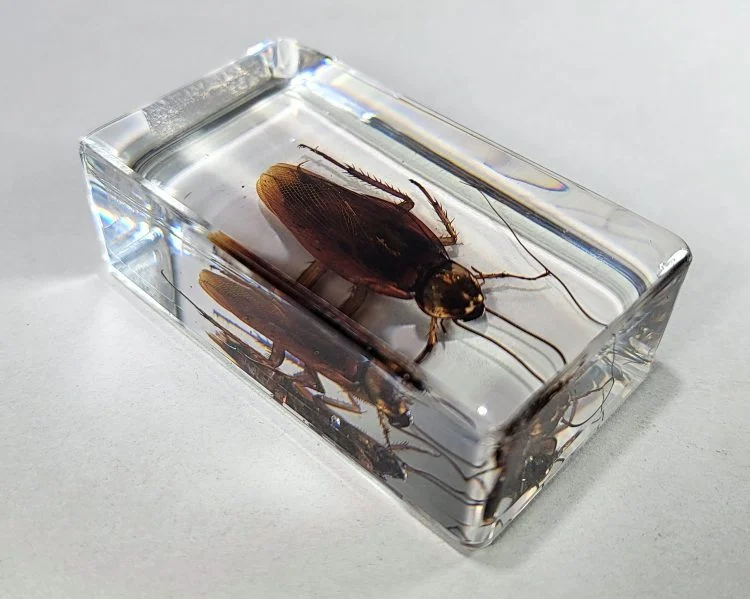 real roach specimen, Cockroach in resin