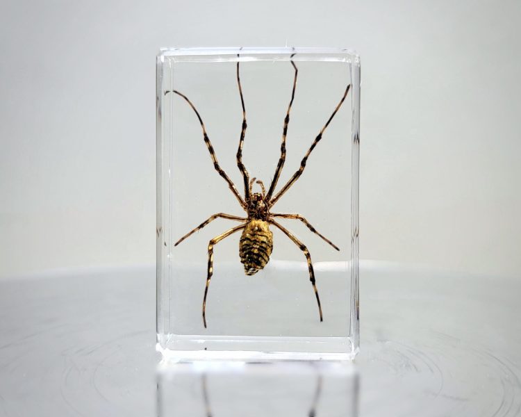 Tiny Spider in Resin, Real Spider