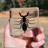 Whip Scorpion, Whip Scorpion in Acrylic, Insects In Resin