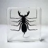 Whip Scorpion in Resin, Whip Scorpion Specimen