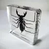 Whip Scorpion in Resin, Whip Scorpion Specimen