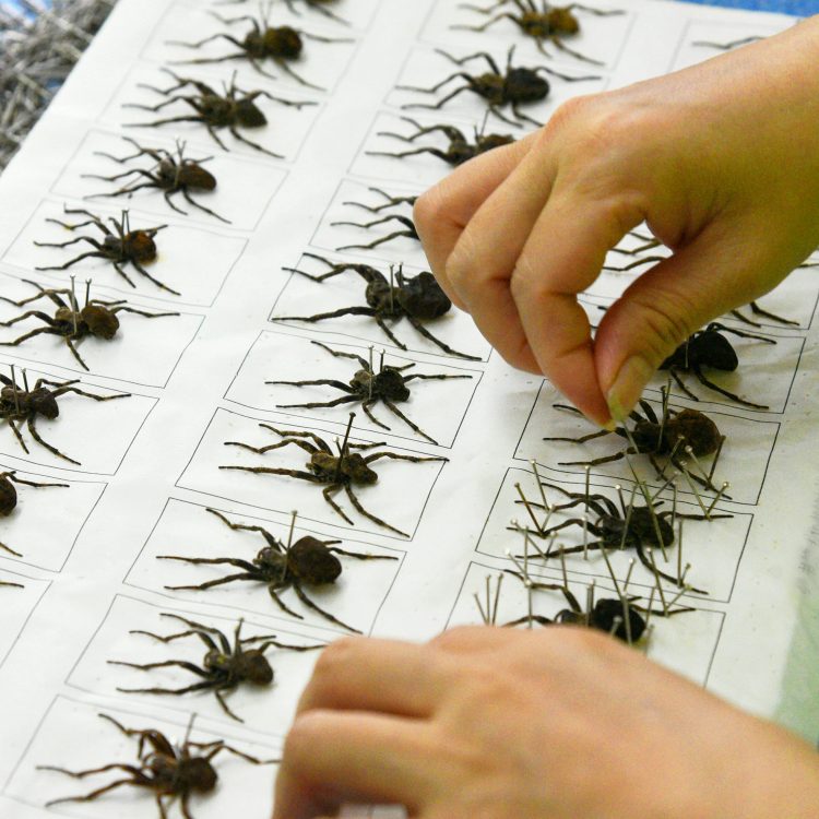 Pinning Insects, Preserving Insects, Pinning Spiders
