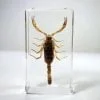 Real Scorpion in Resin, Yellow Scorpion Specimen, Wholesale, Insects in Resin