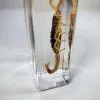Real Scorpion in Resin, Yellow Scorpion Specimen