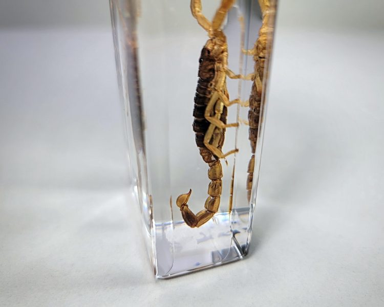 Real Scorpion in Resin, Yellow Scorpion Specimen