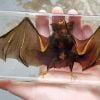 Real Bat in Resin, Bat in Lucite, Wholesale Bat Specimen