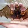 Real Bat in Resin, Bat in Lucite, Wholesale Bat Specimen