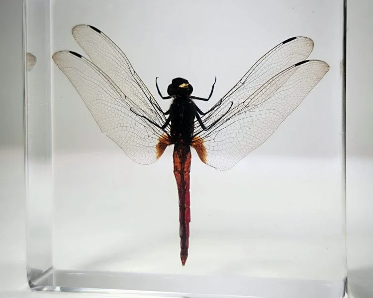 Real Dragonfly In Resin, Red Dragonfly