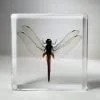 Real Dragonfly In Resin, Red Dragonfly