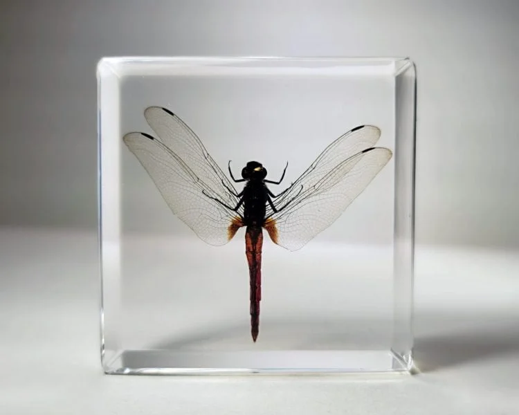 Real Dragonfly In Resin, Red Dragonfly