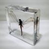 Real Dragonfly In Resin, Red Dragonfly