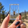 Real preserved small wasp spider in resin, Insects in Resin