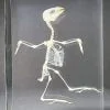 Bird Skeleton In Resin, Bird Skull Lucite