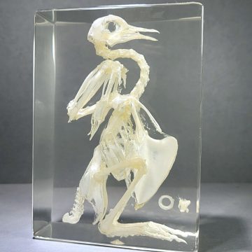 Bird Skeleton In Resin, Pigeon Skeleton