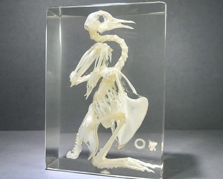 Bird Skeleton In Resin, Pigeon Skeleton