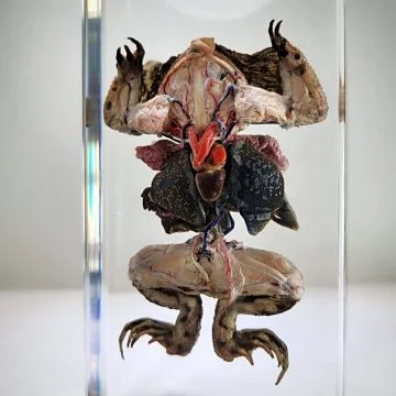 Dissected Toad, Dissected Frog in Resin