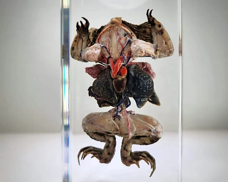 Dissected Toad, Dissected Frog in Resin