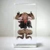 Dissected Toad, Dissected Frog in Resin