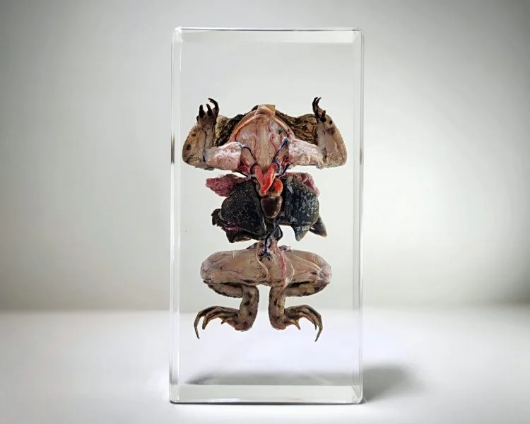 Dissected Toad, Dissected Frog in Resin