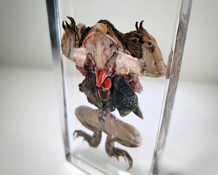 Dissected Toad, Dissected Frog in Resin