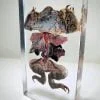 Dissected Toad, Dissected Frog in Resin