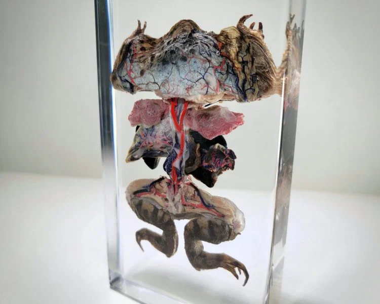 Dissected Toad, Dissected Frog in Resin