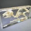 Real Rabbit Skeleton in Resin, Animal Skeleton