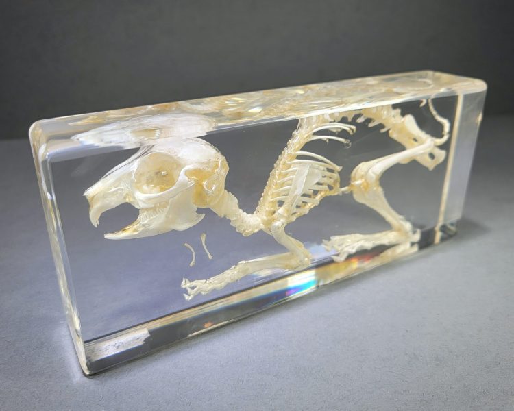 Real Rabbit Skeleton in Resin, Animal Skeleton