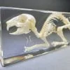 Real Rabbit Skeleton in Resin, Animal Skeleton