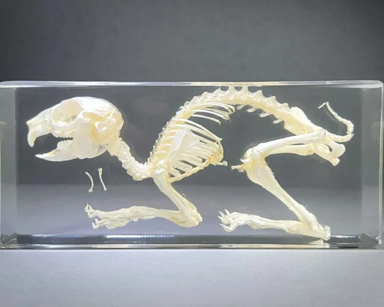 Real Rabbit Skeleton in Resin, Animal Skeleton