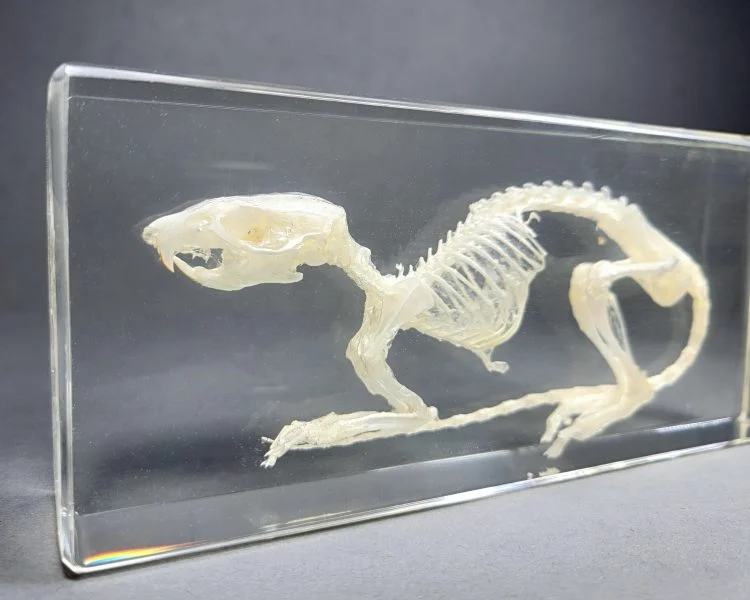 Real Rat Skeleton in Resin, Rat Skull, Preserved Rat Skeleton