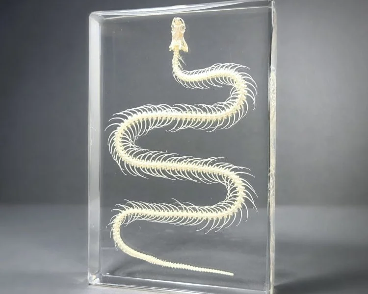 Snake Skeleton in Resin, Real Snake Skeleton