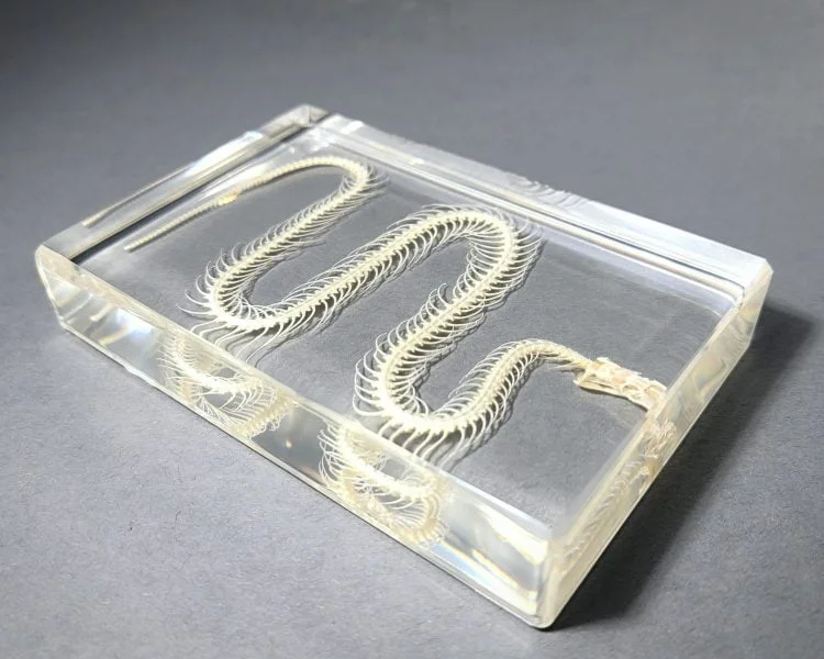 Snake Skeleton in Resin, Real Snake Skeleton