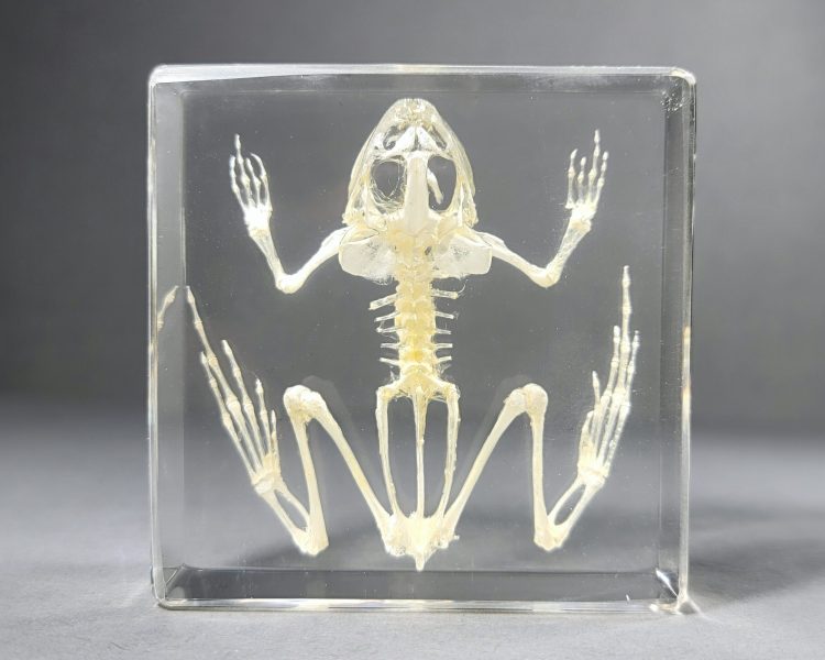 Frog Skeleton In Resin, Lucite Specimen