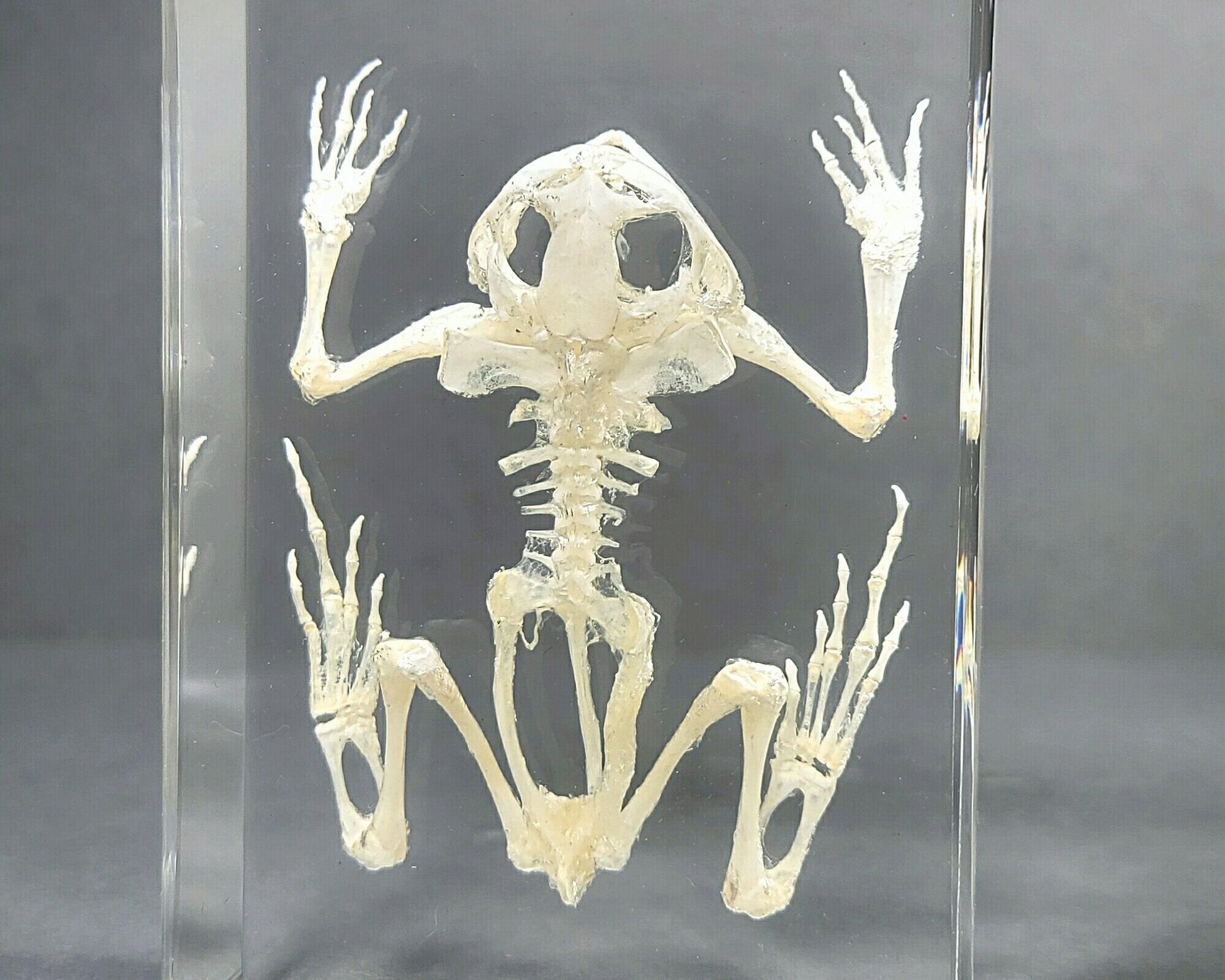 Real Frog Skeleton, Toad Skeleton in Resin Lucite