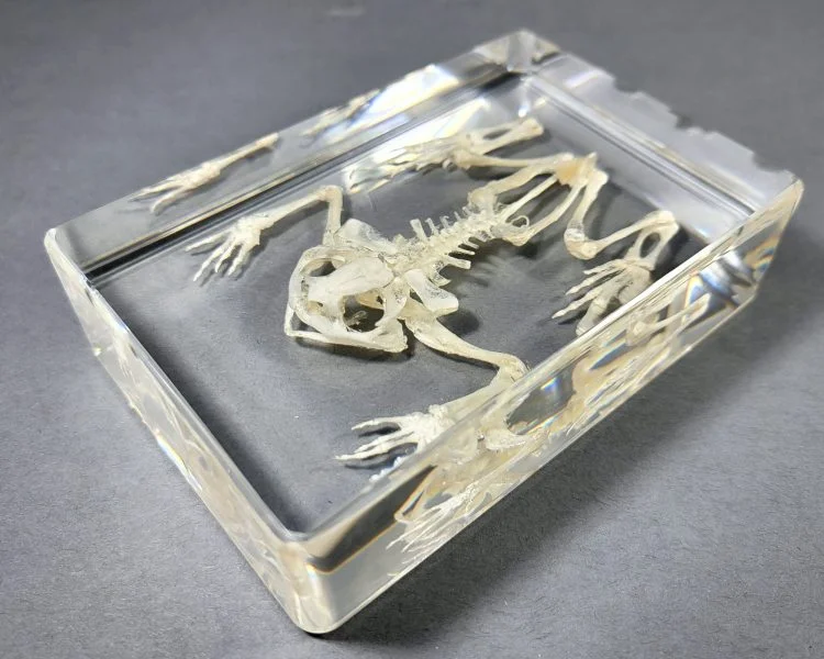 Real Frog Skeleton, Toad Skeleton in Resin Lucite