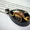 Real Insect Jewelry, Real Scorpion Pendant Necklace