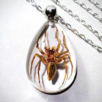 Real Insect Jewelry, Real Spider Pendant Necklace