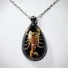 Real Insect Jewelry, Real Scorpion Pendant Necklace