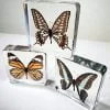 Real Butterflies in Resin, Wholesale Butterflies, Wholesale Bugs