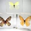 Real Butterflies in Resin, Wholesale Butterflies, Wholesale Bugs