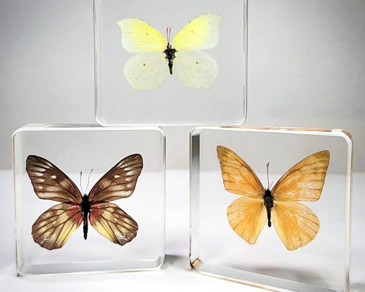 Real Butterflies in Resin, Wholesale Butterflies, Wholesale Bugs