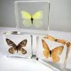 Real Butterflies in Resin, Wholesale Butterflies, Wholesale Bugs