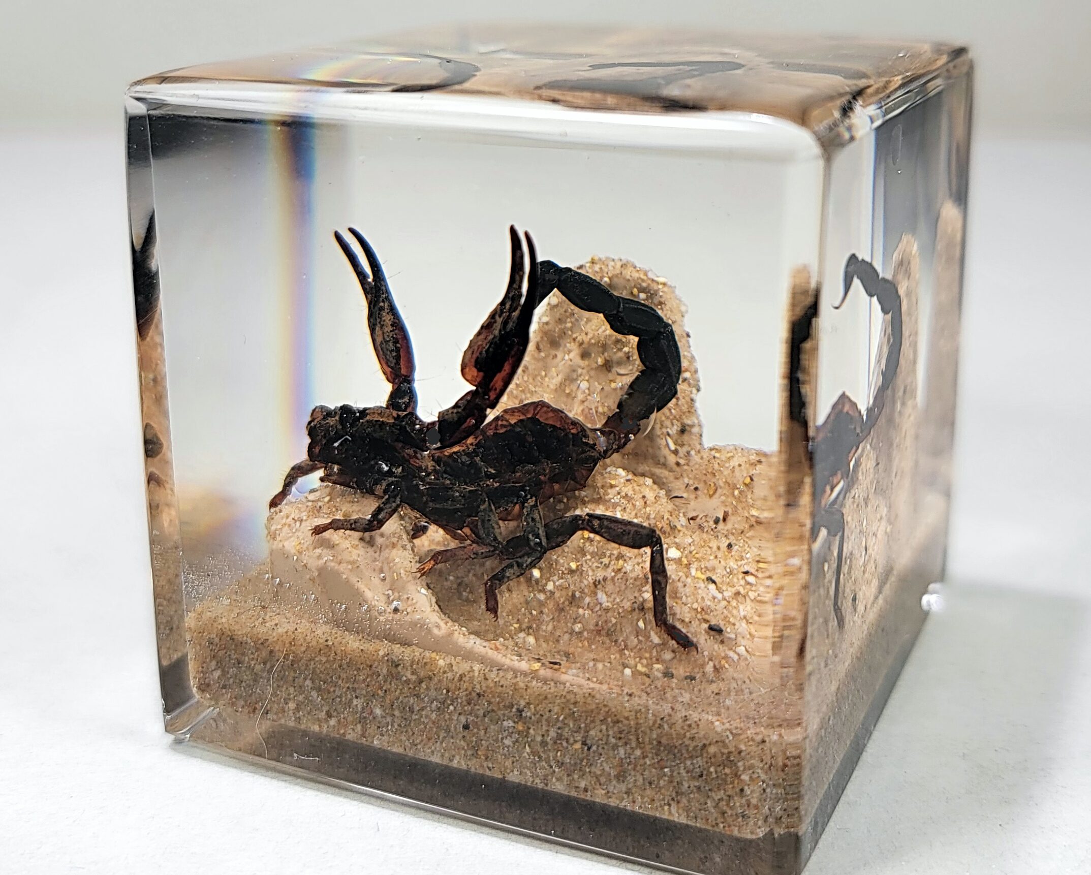 Arthropods in resin real insects scorpion beetles spider with card and gift box 