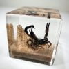 Wholesale Bugs In Resin, Real Scorpion Diorama