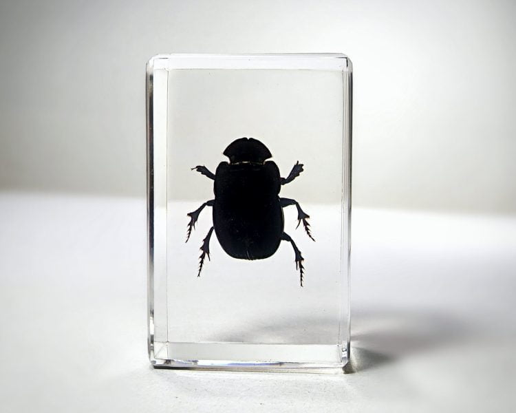Tiny Dung Beetle, Bug Wholesale Insects In Resin